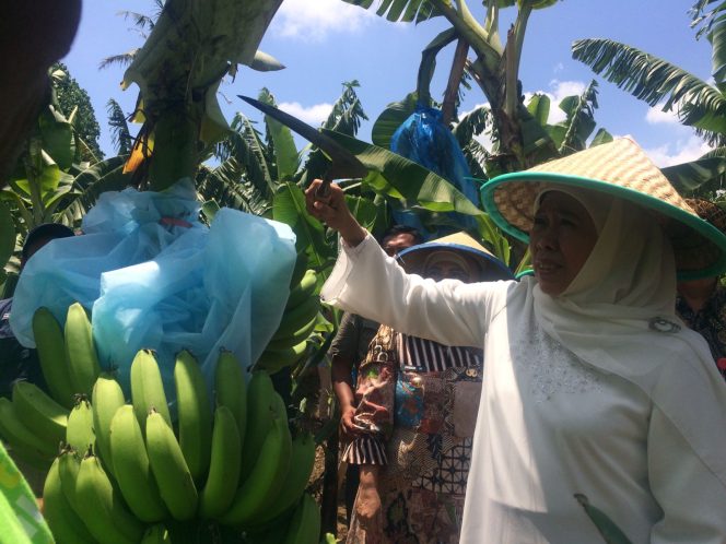 
					Pilgub Jatim, Khofifah Nyaman Dengan Emil Dardak