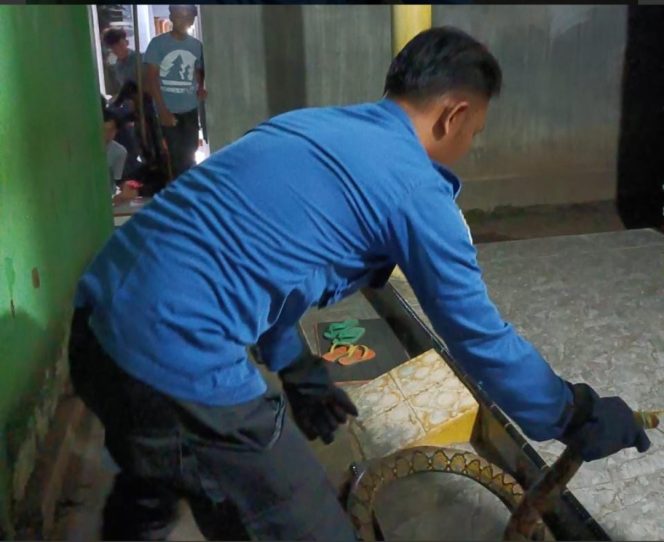 
					Ular Phiton Berukuran 3 Meter Berhasil Diamankan di Probolinggo