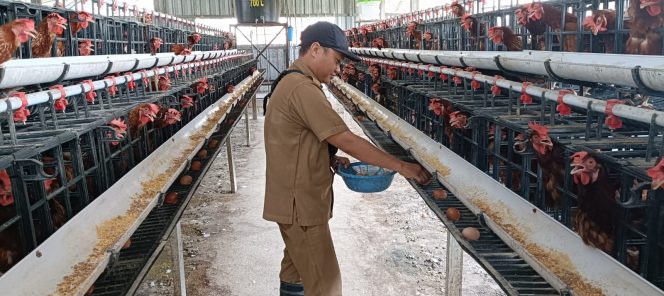 
					Jalankan Program Ketahanan Pangan, Desa Banjarsari Manyar Sukses Budidaya Ayam Petelur