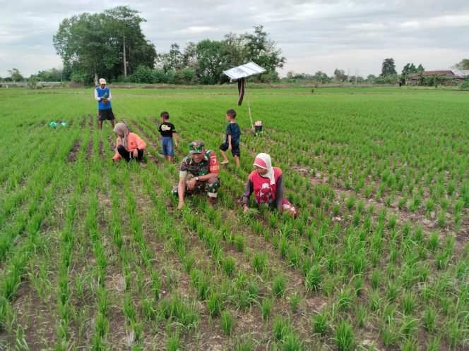 
					Babinsa Koramil 0817/12 dan Warga Desa Kertosono Penuh Semangat Gelar Kerja Bakti di Sawah