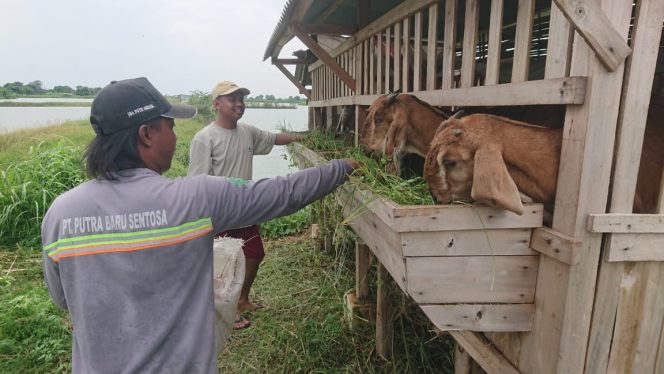 
					BUMDes Kedanyang Makmur Kembangkan Peternakan Kambing untuk Tingkatkan PADes Gresik